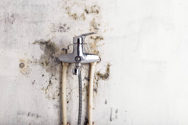 Best Black Mold Removal  in Leisure World, MD