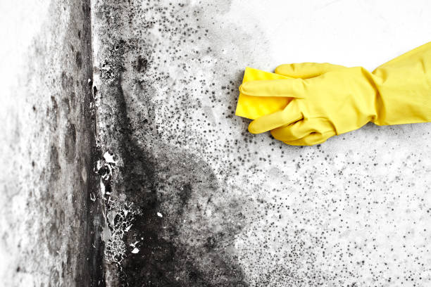 Best Residential Mold Removal  in Leisure World, MD