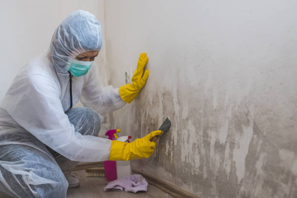 Best Certified Mold Removal  in Leisure World, MD