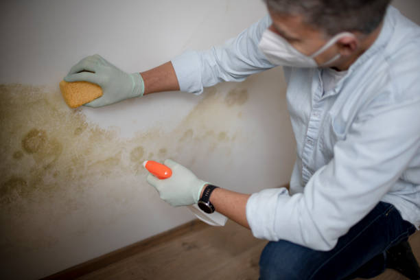 Best Emergency Mold Removal  in Leisure World, MD