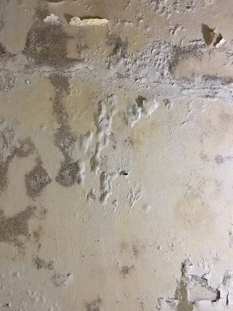 Professional Mold Removal in Leisure World, MD