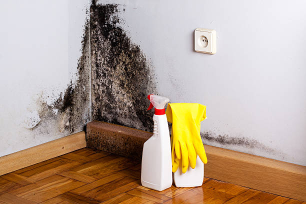 Best Same-Day Mold Removal  in Leisure World, MD