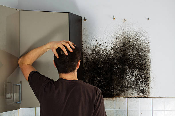 Best Toxic Mold Removal  in Leisure World, MD